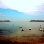 Litoral lebede Colonie de lebede la Mangalia. Foto: Traian BĂDULESCU